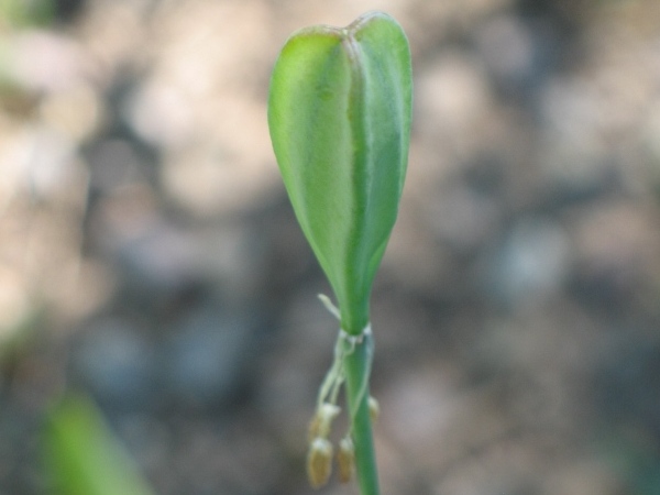 Erythonium grandiflorum - seed pod
